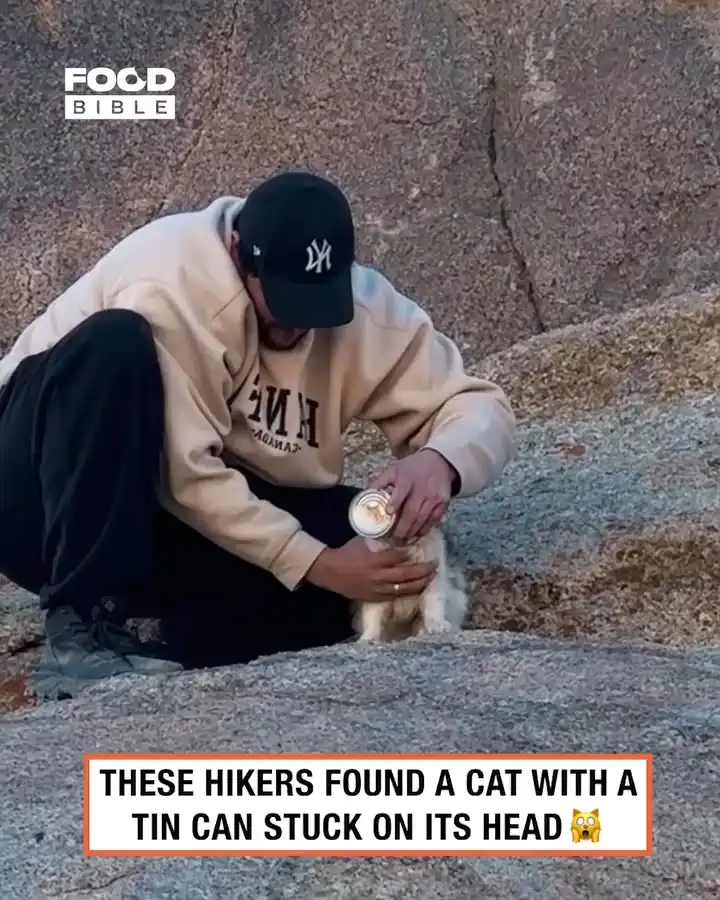 Saving a cat stuck inside a beans can 🥰🐱