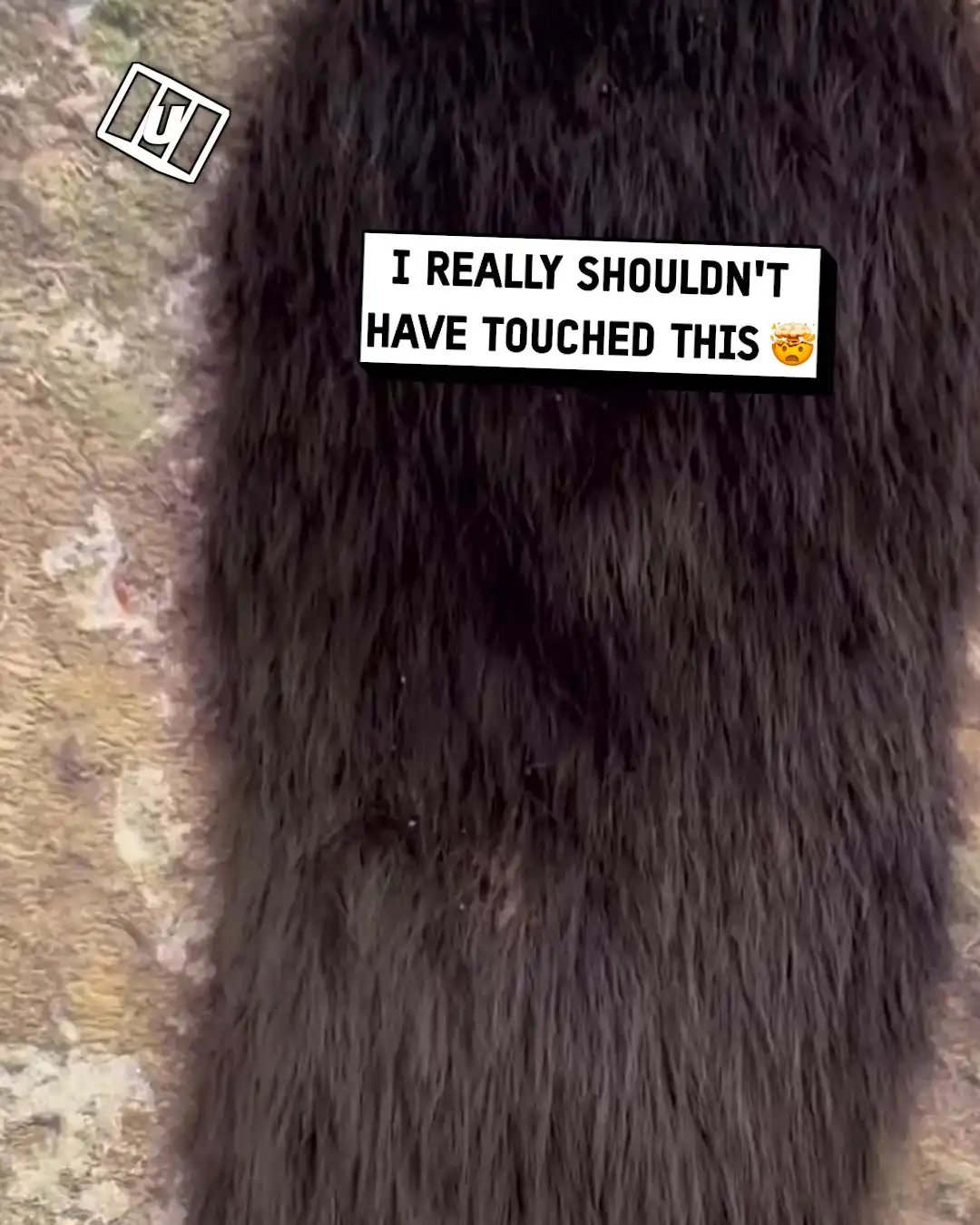 Nest of spiders gave me the ick 🫣