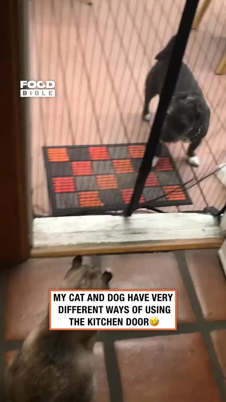 At least the cat didn't overreact ππ±