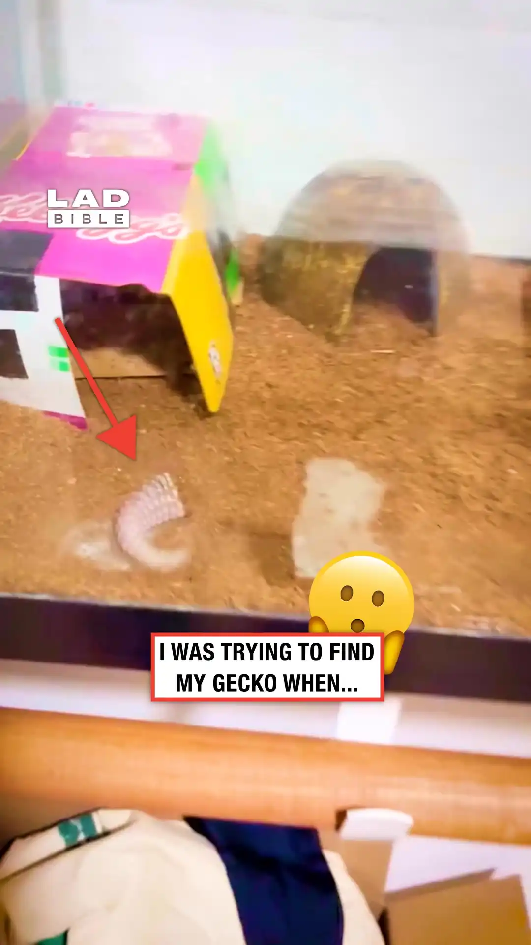 Close call with my gecko 😳🦎