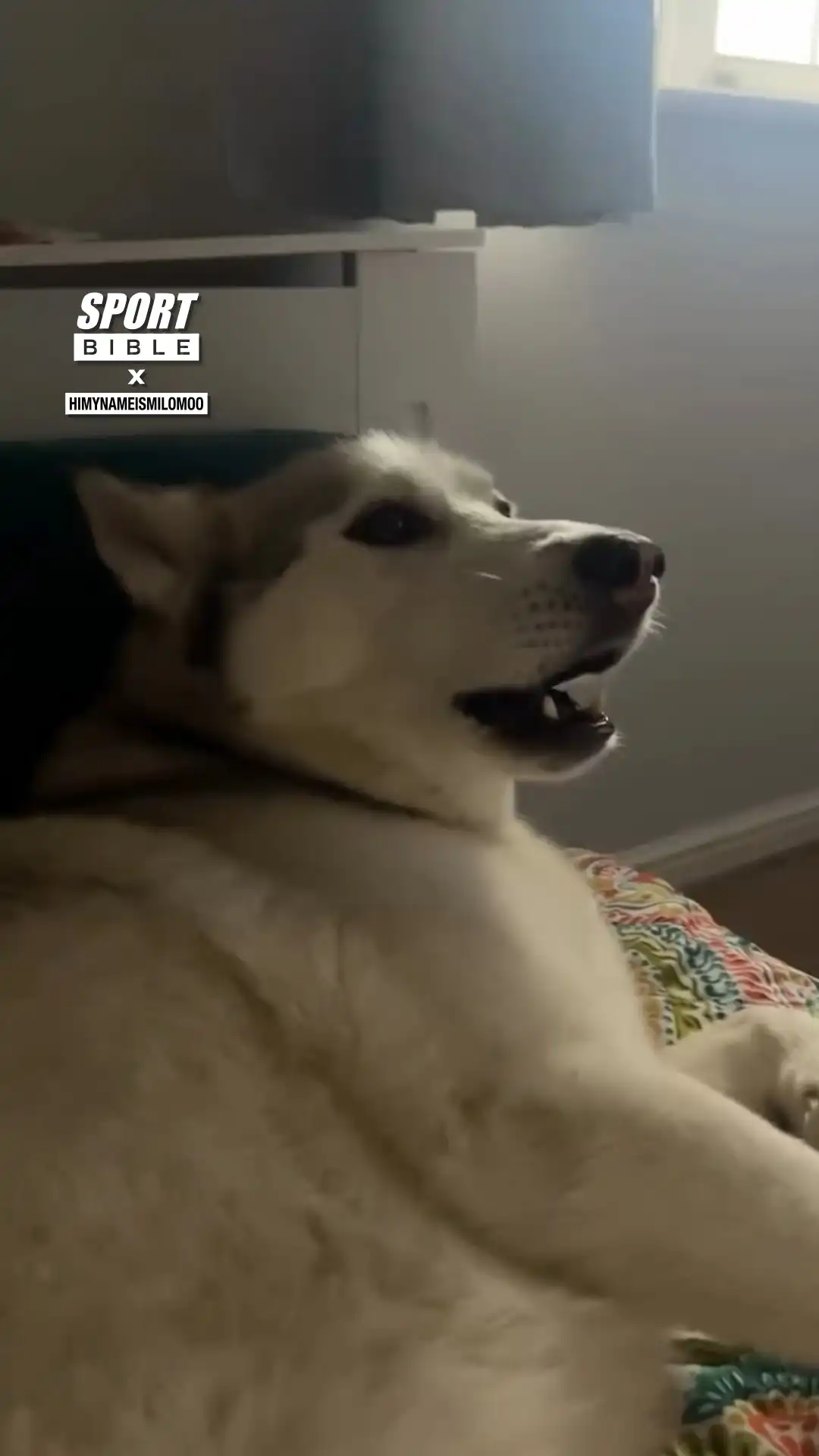 Dog Impersonates F1 Cars 🐕😂