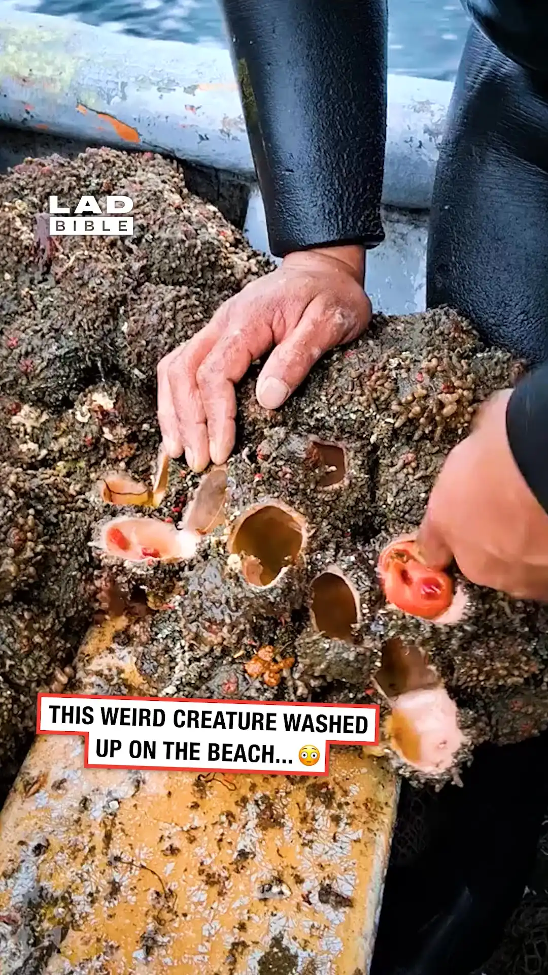 Weird sea creatures washed up on the beach 🤯🌊