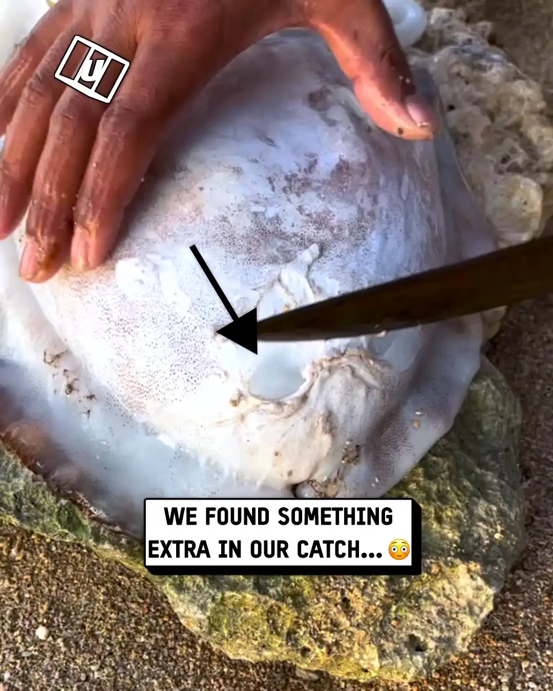 What's inside this cuttlefish 🫣💦