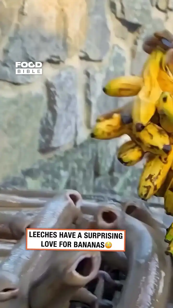 Who knew leeches loved bananas? 🍌