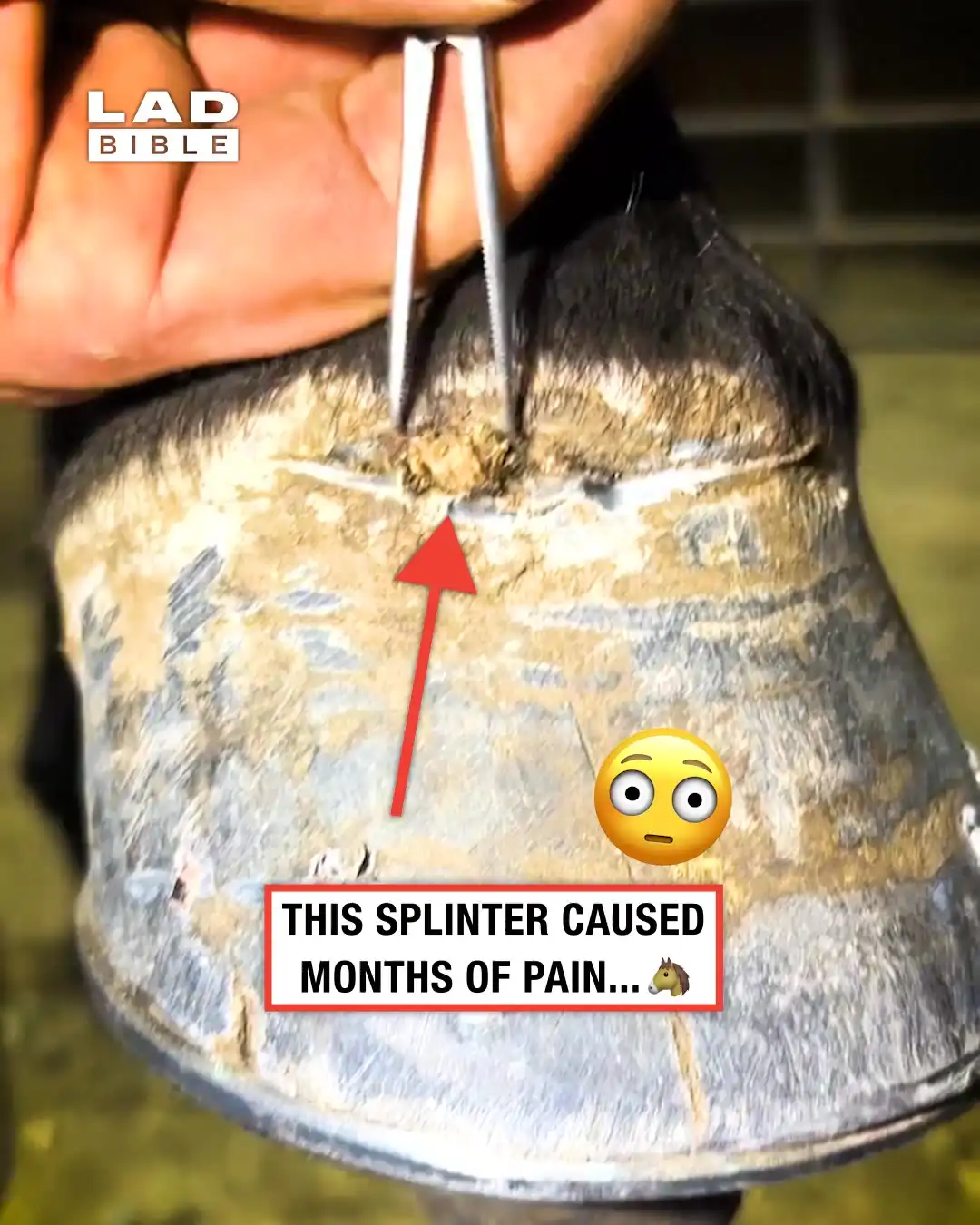 My horse had a massive splinter in its hoof 😨