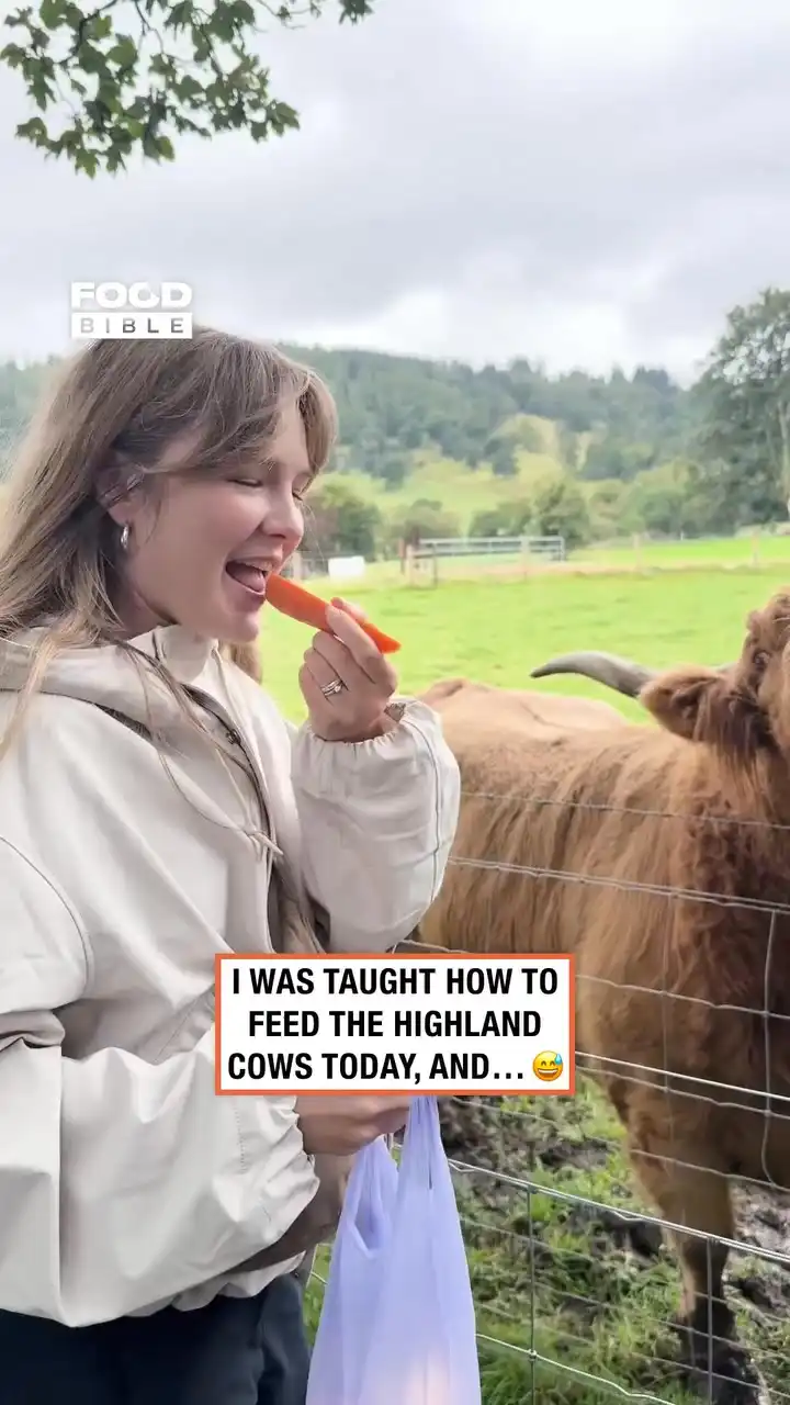 How to feed highland cows in Scotland π΄σ §σ ’σ ³σ £σ ΄σ Ώ