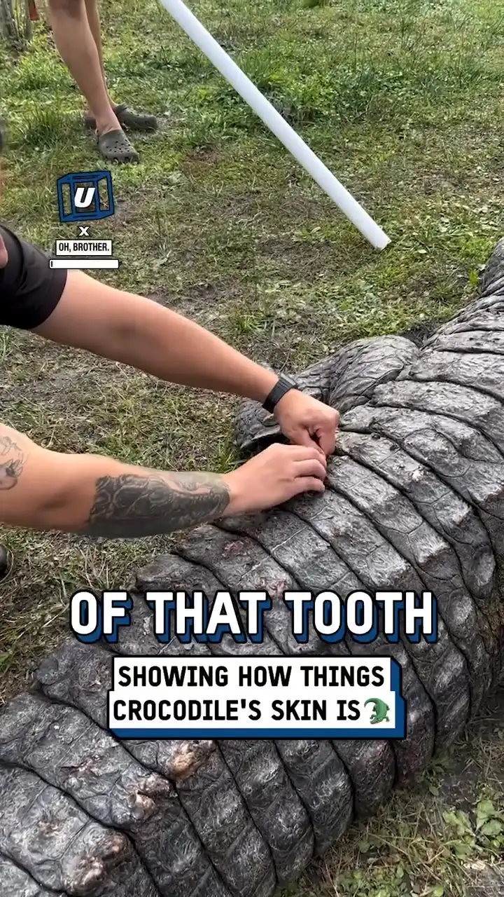 How thick is a crocodile's armor 🐊😲