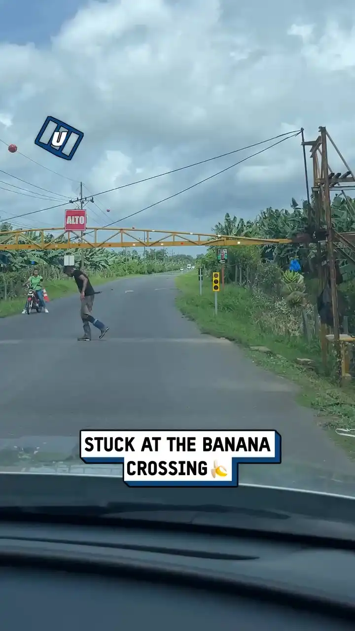 Banana traffic jam 🍌😲