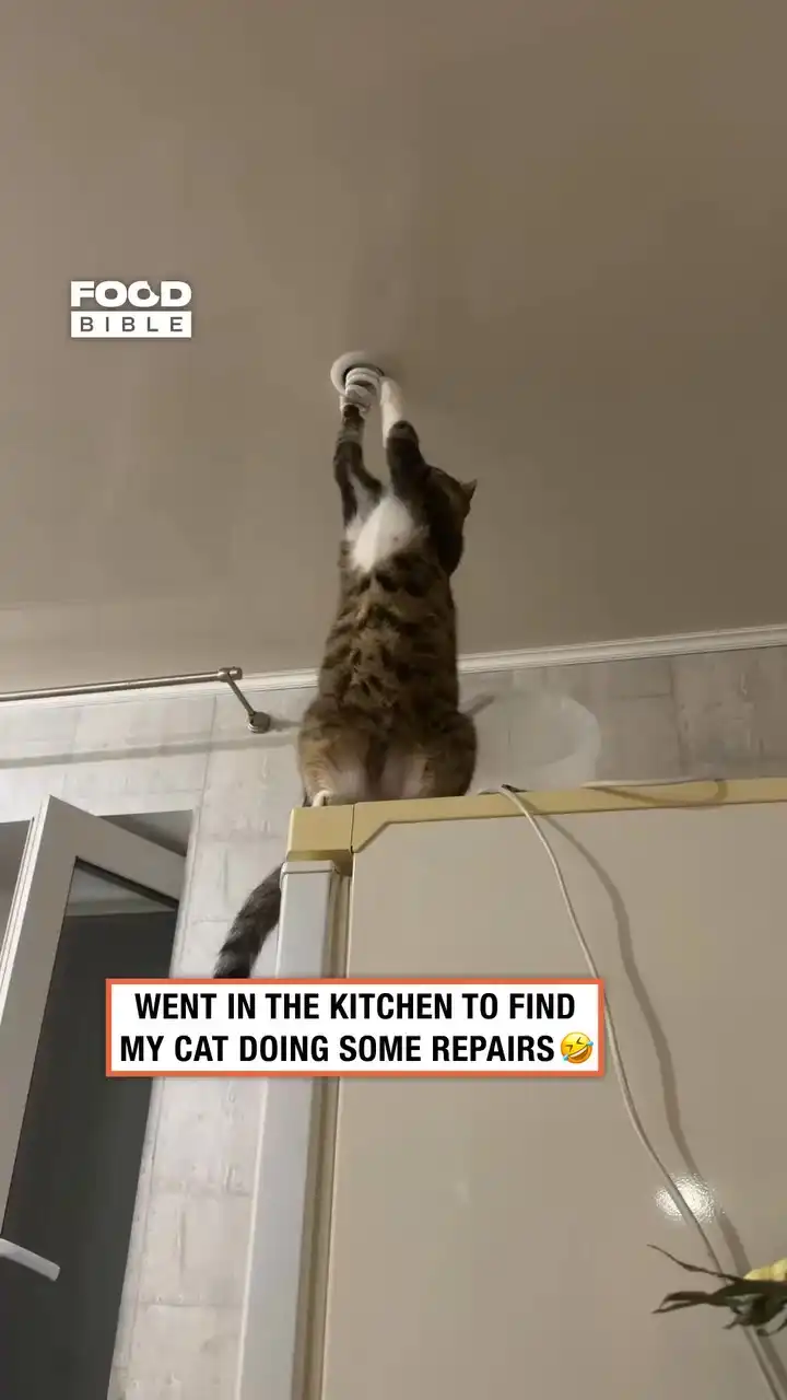 Cat Electrician💡