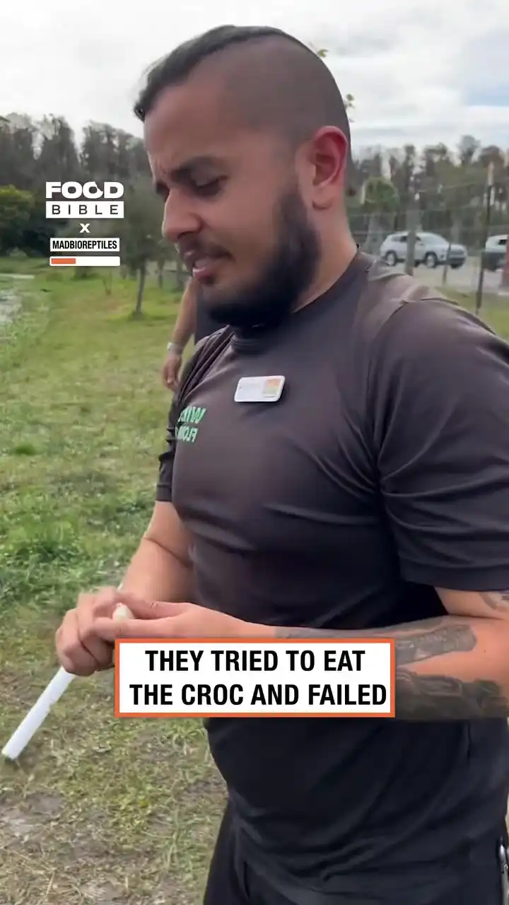 Crocodile has tooth removed from back 🐊