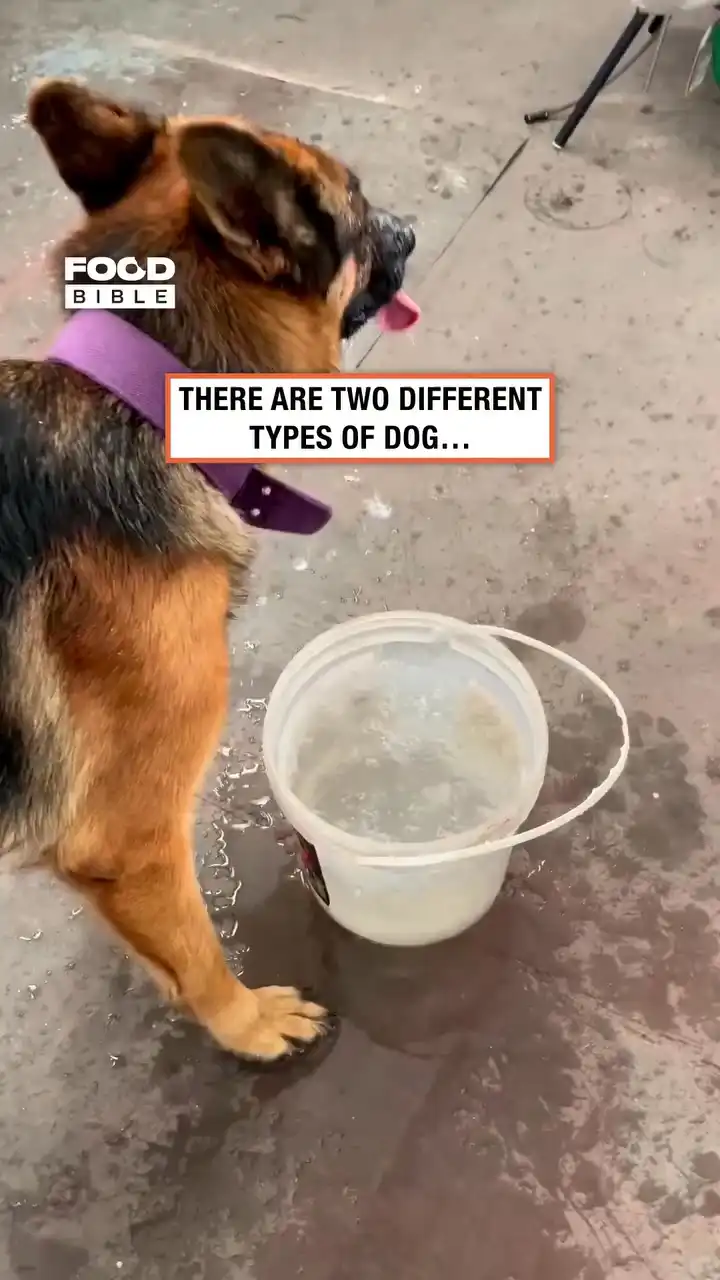 Two very different type of dog 😂🐶