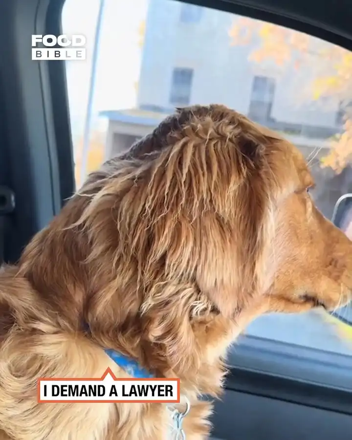 Sneaky golden drinks dad's blue slushie πΆπ