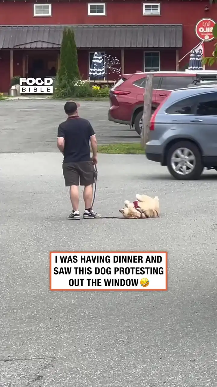 Golden Retriever Protests Leaving Restaurant 🐶