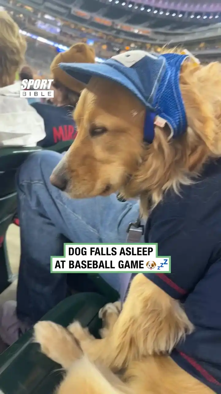 Dogs Falls Asleep During Baseball Game