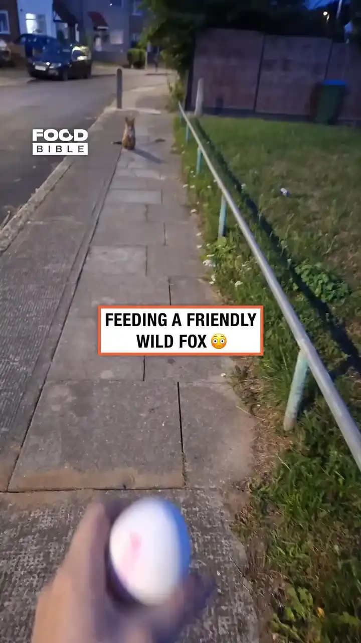 The fox is like, "Bro, what the hell is this?" 😂