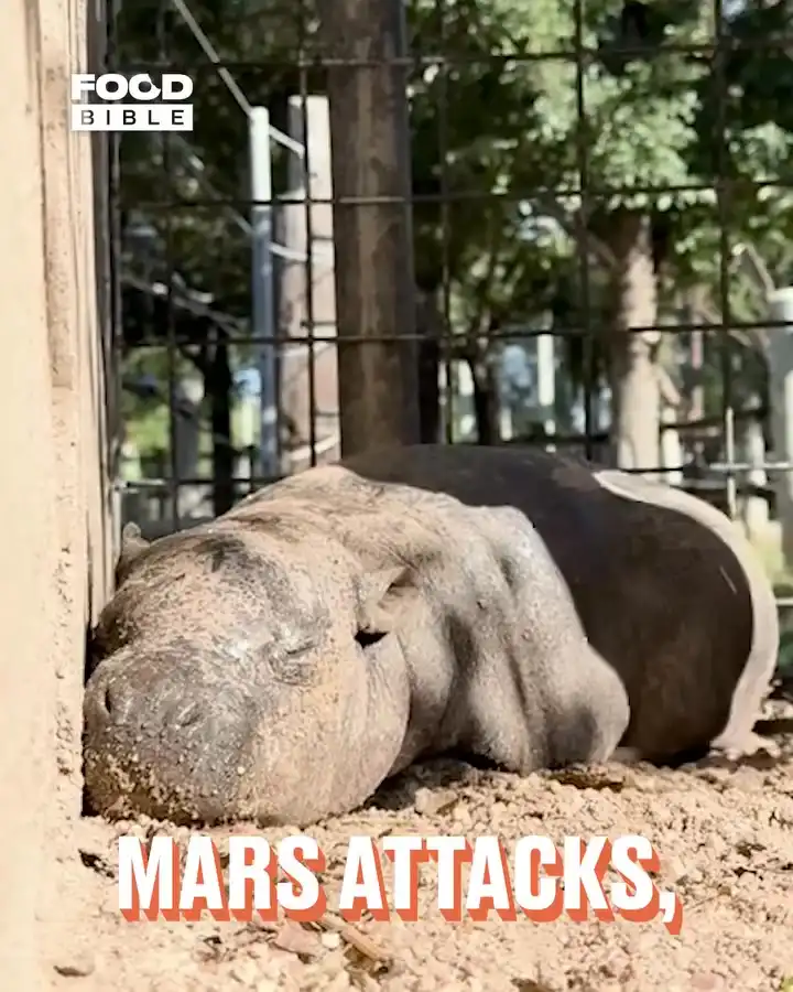 Baby hippo is a baked potato π¦