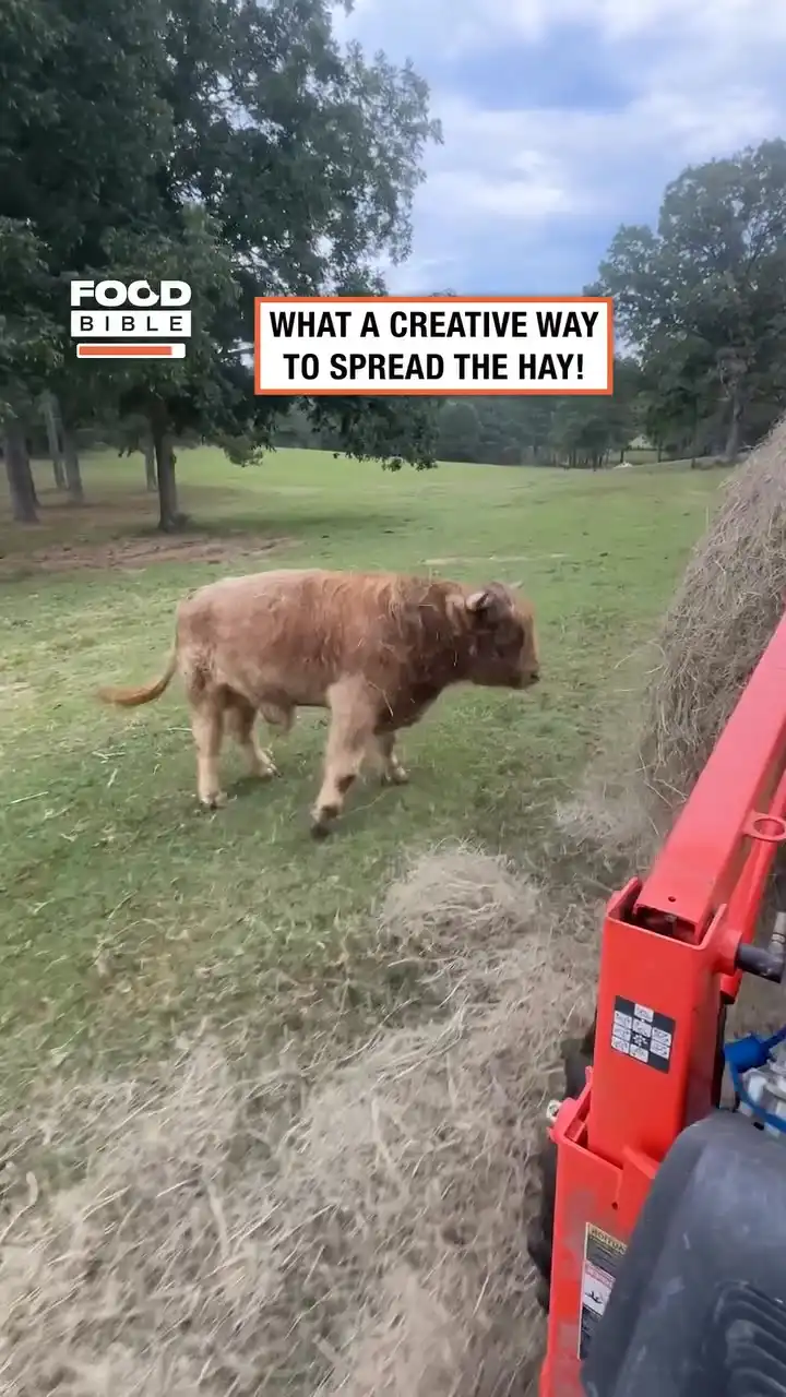 Highland bull is a worker on this farm land 🐂