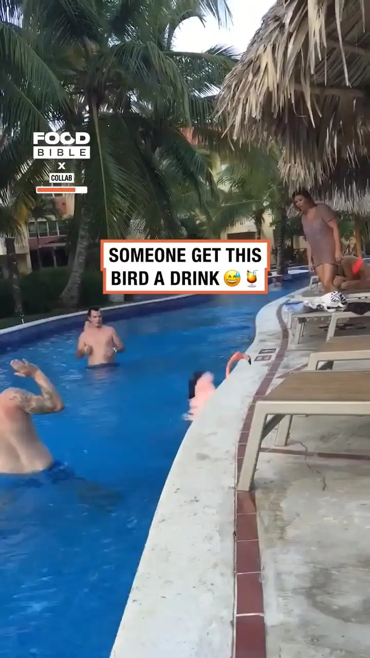 Flamingo flies into hotel pool 🦩