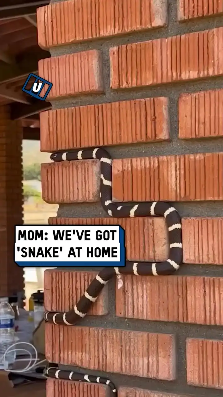 They made the game Snake IRL 🐍🤣