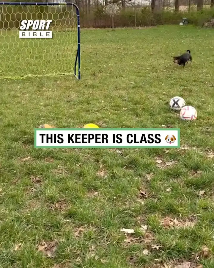 Dog Keeper Is Class