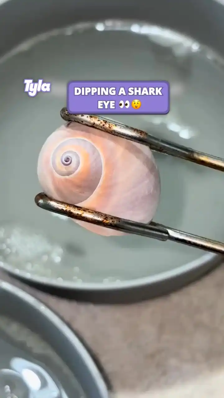 Dipping a shark eye 😮 #fblifestyle
