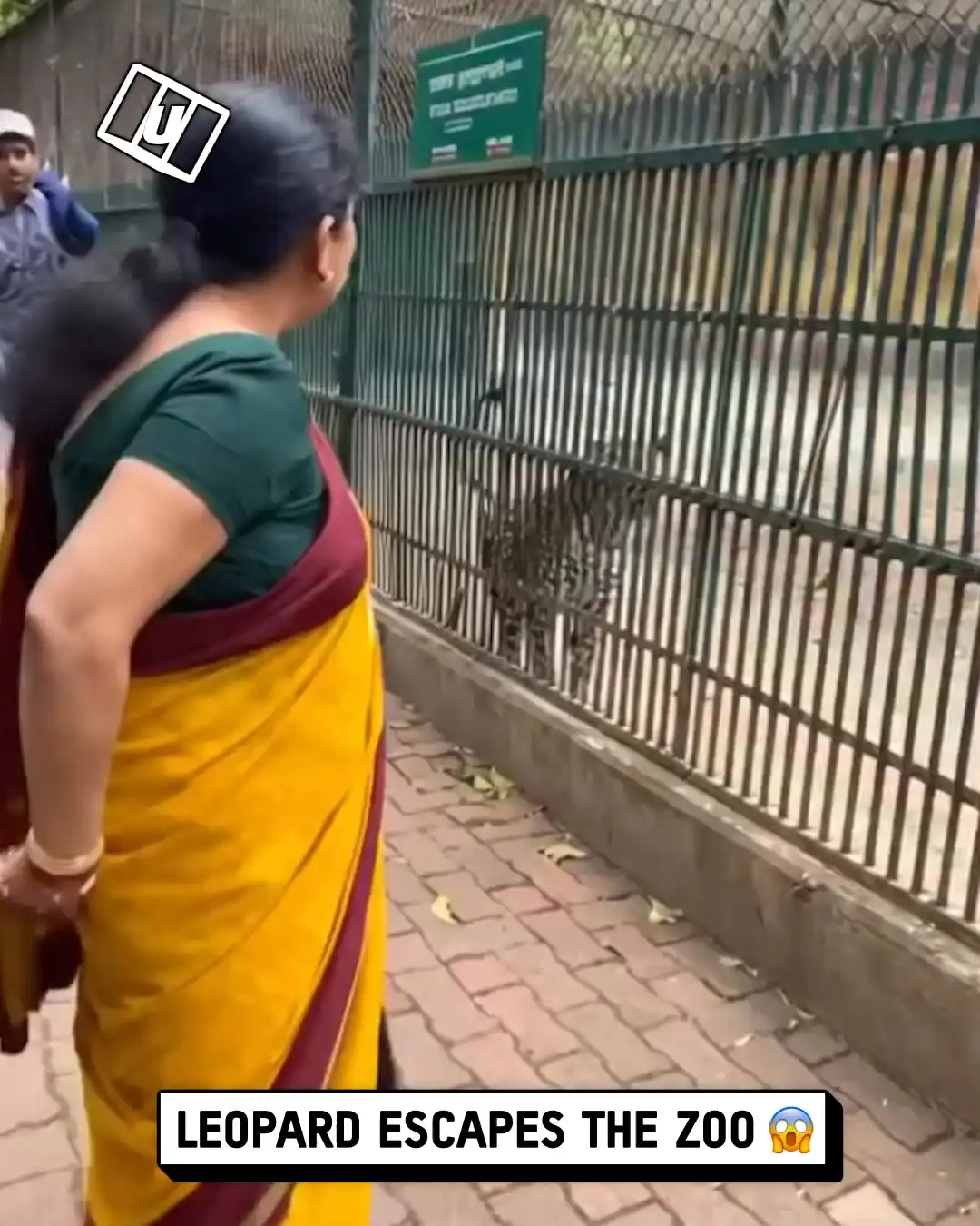 Leopard escapes the zoo 💀