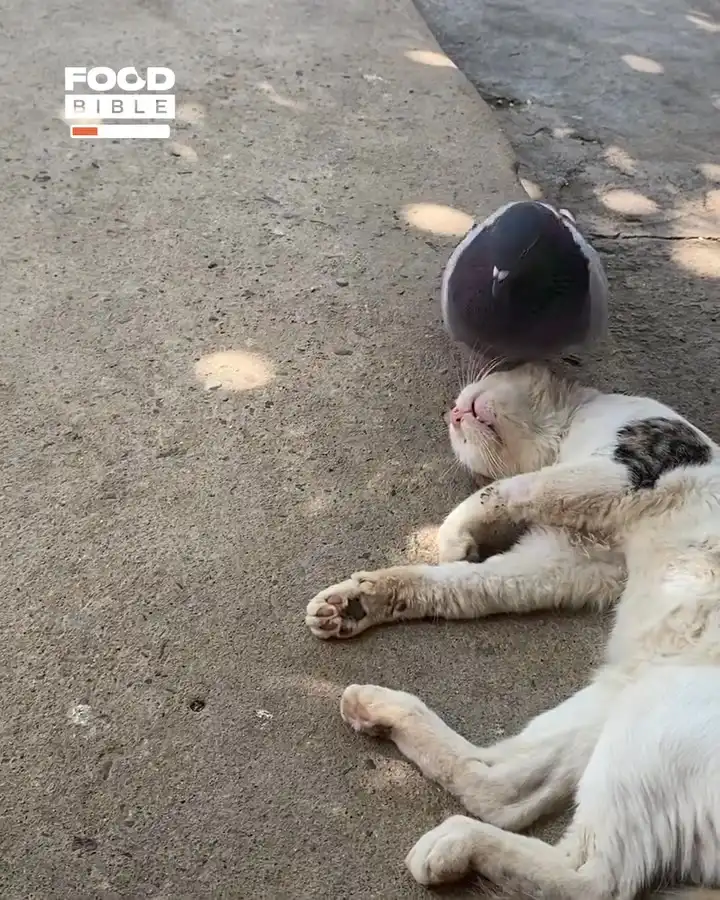 Pigeon wakes up sleepy cat 🐱