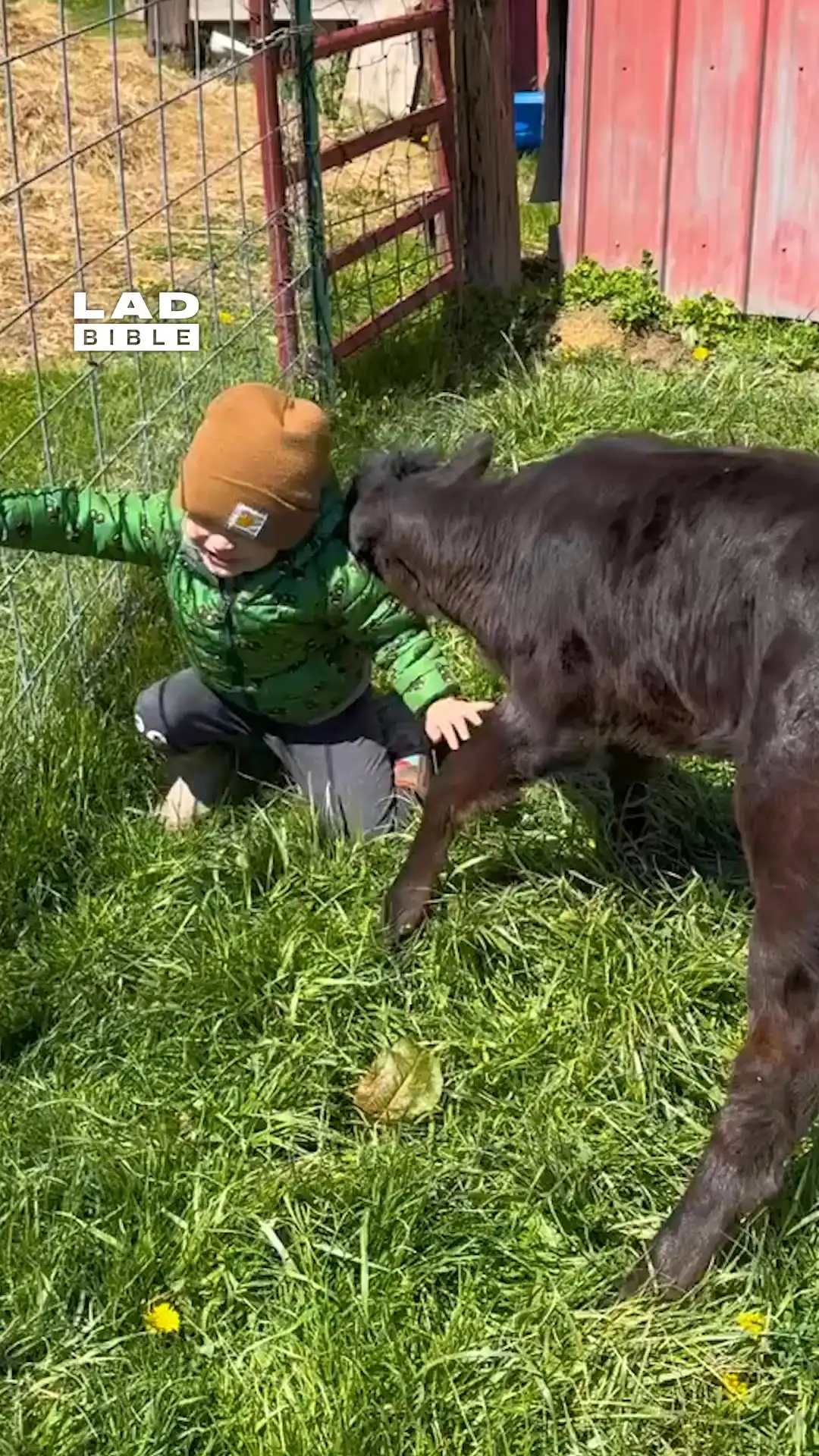 My toddler and cow are best friends 🥹🐮
