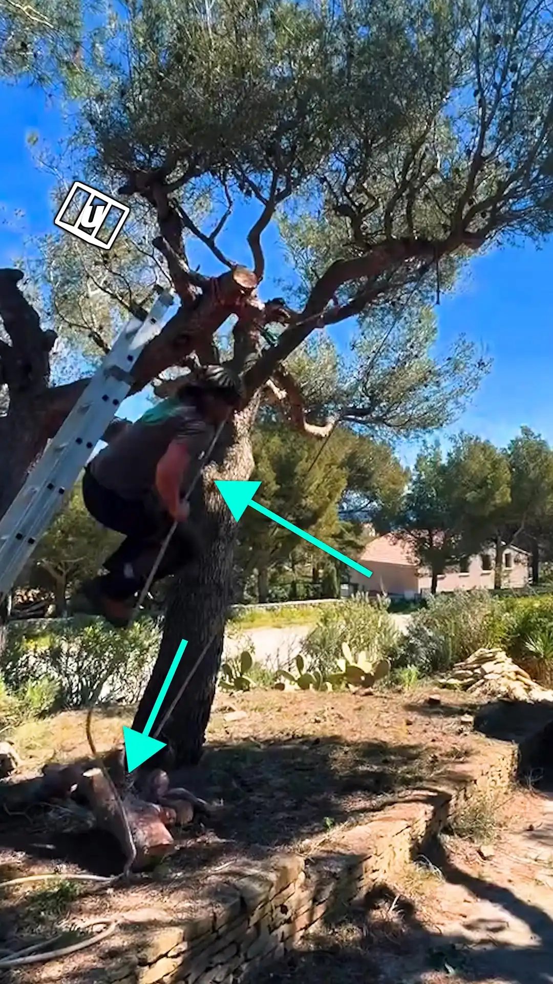 Boyfriend's tree branch hack 🤯🌴