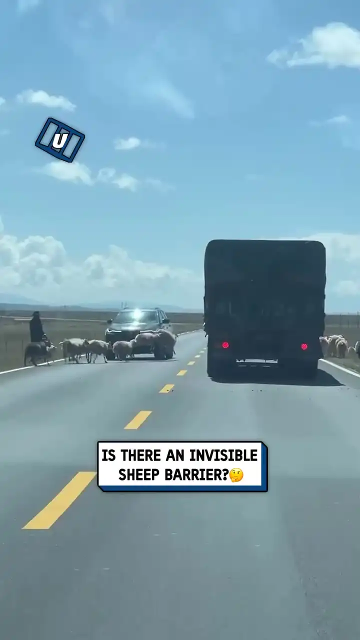 What are they jumping over... 🐑🧐