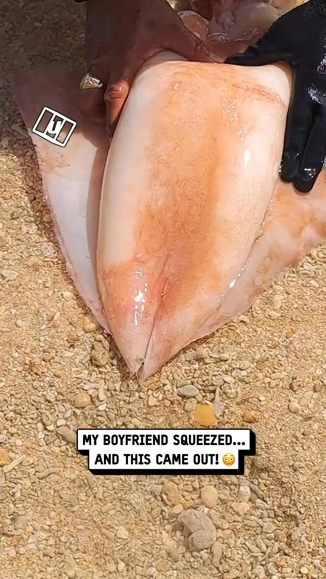 I was shook by what was inside this squid 😳🦑💦 #fish #sea #animals
