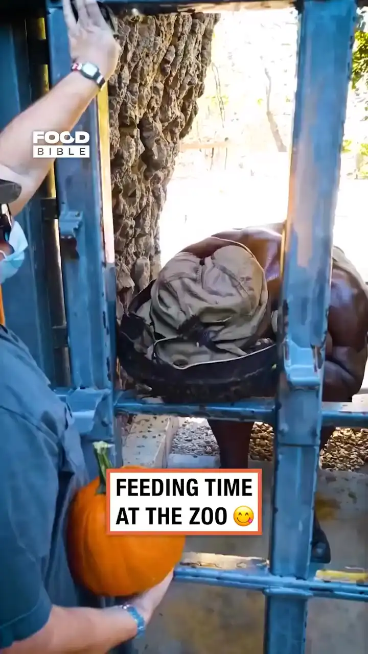 Feeding time at the zoo 👀