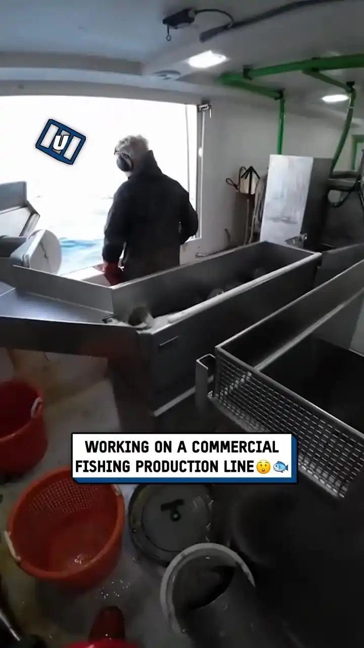 Working a commercial fishing production line 🤯🎣