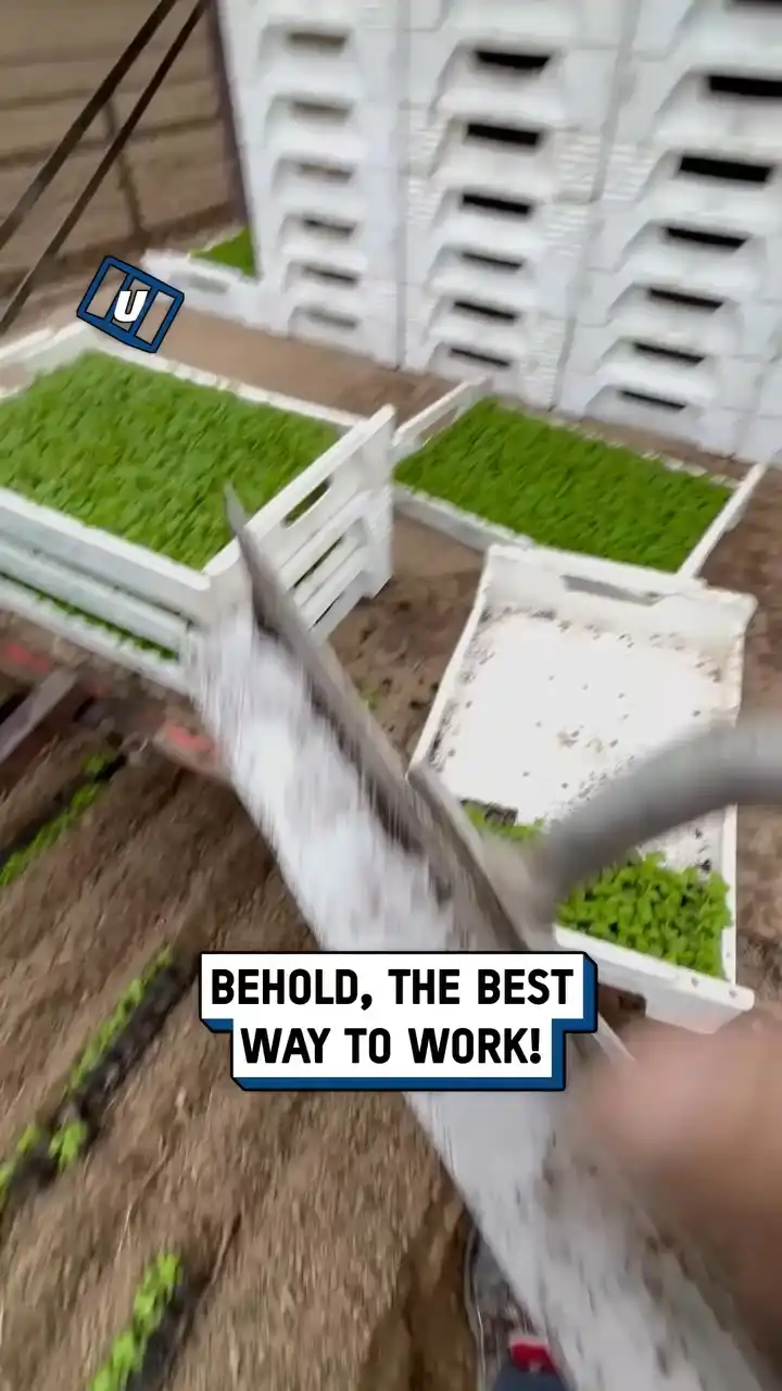 Why are they lying down on the job... 🤔🤣