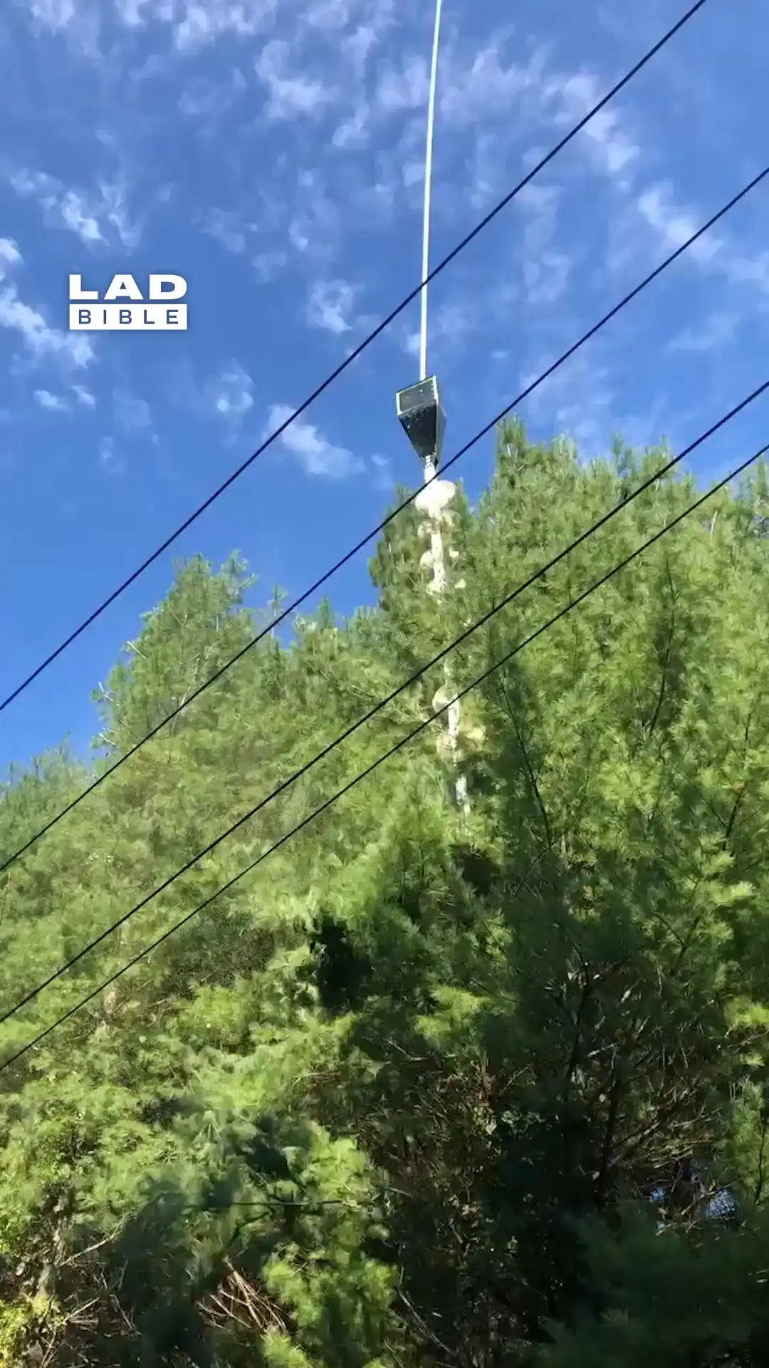 Helicopter was trimming the trees 🌳🚁