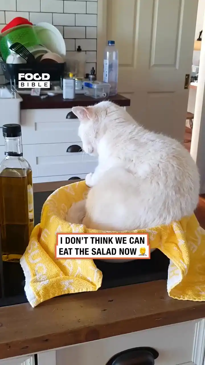 If it fits, I sits 🤷😂