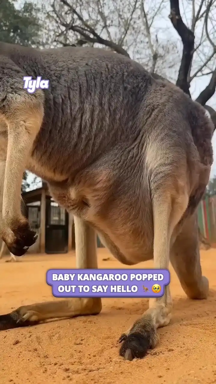 Baby kangaroo popped out to say hello 🥹🦘