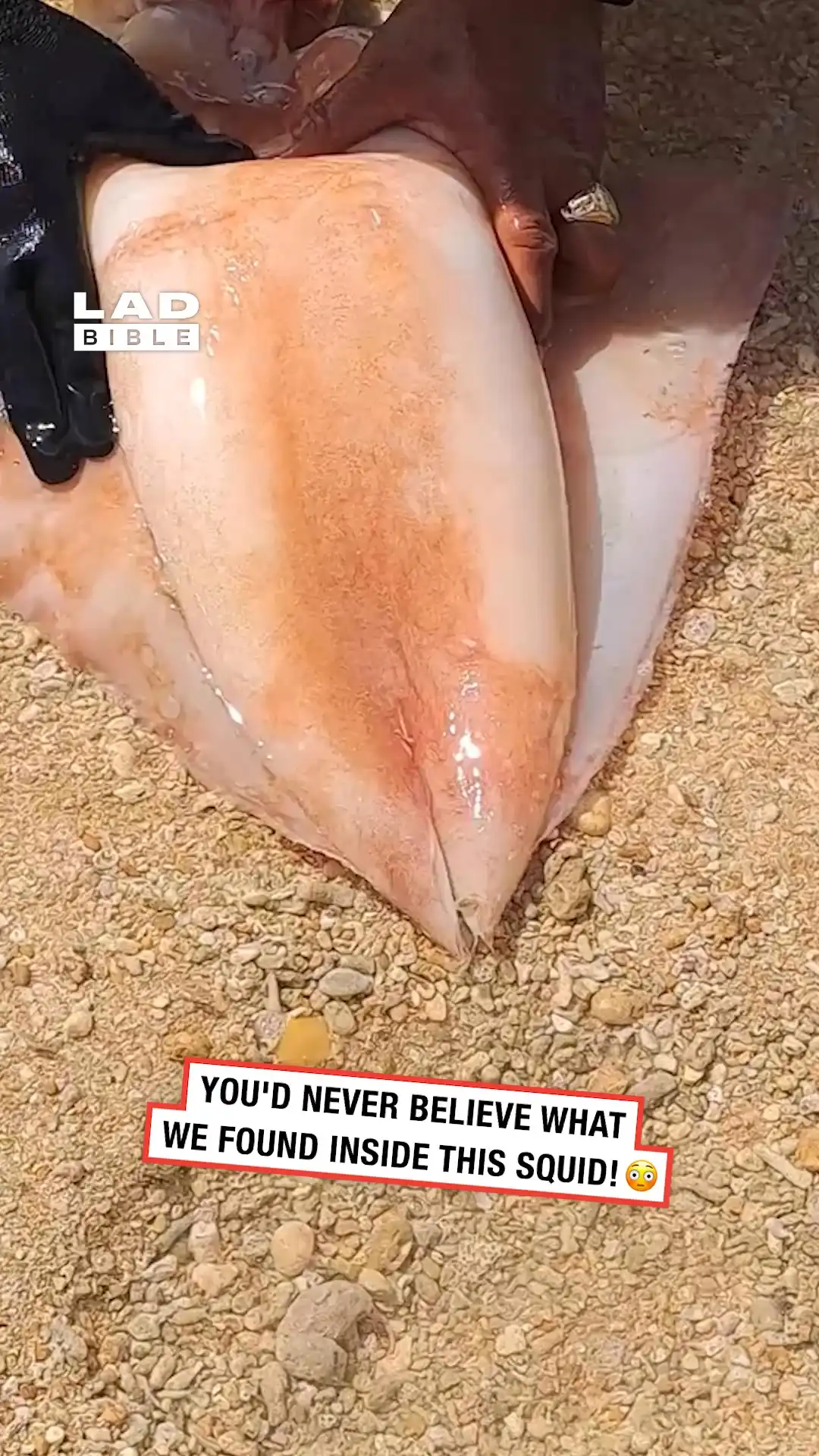 I was shook by what was inside this squid π³