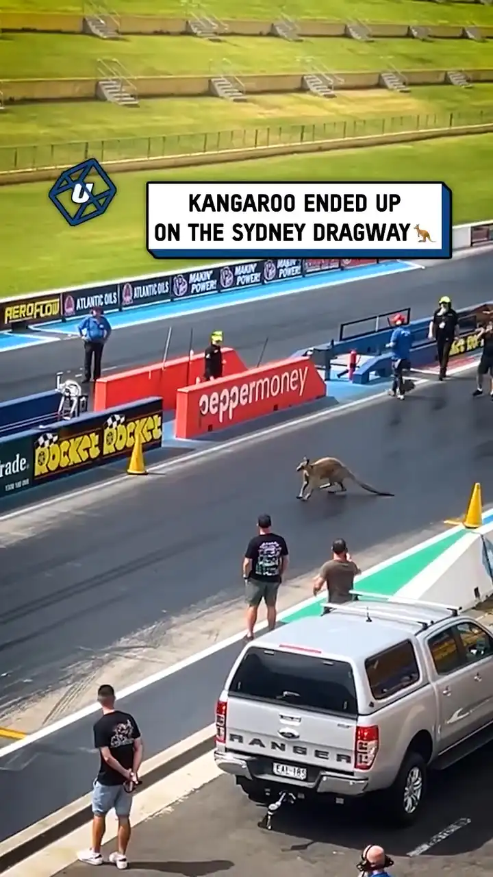 No one knew how to handle this situation 🦘😮