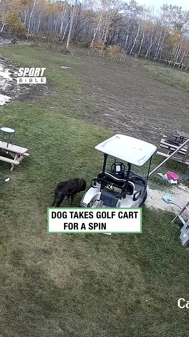 Dog Takes Golf Cart For A Spin