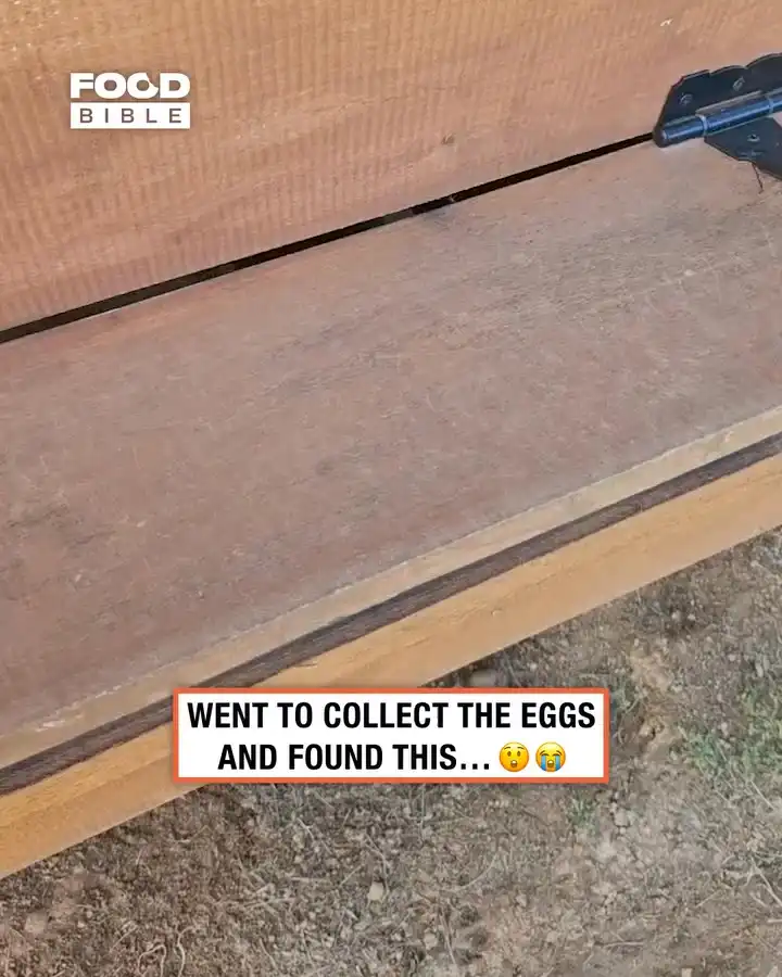 Cat has kittens in chicken coop ππΎ