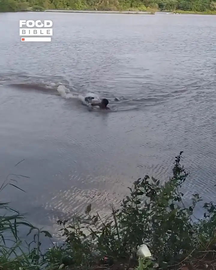 Alligator Snaps at Swimmer π