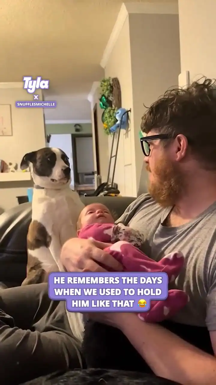 Dog remembers when we used to hold him like that 🥲