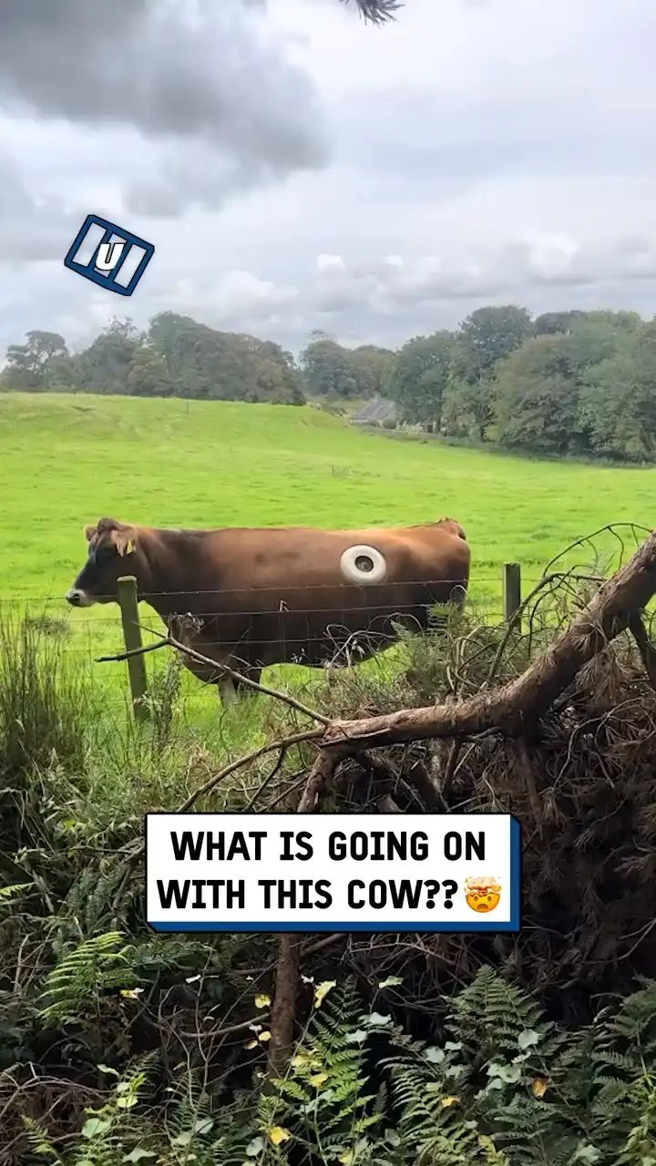 Is that a bionic cow... 🐮🤖