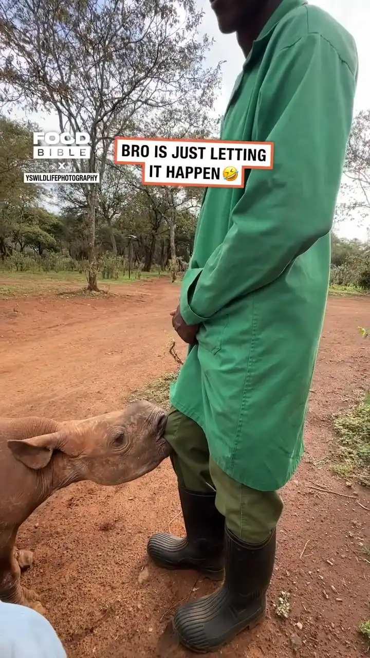 Baby rhino is confused 😂