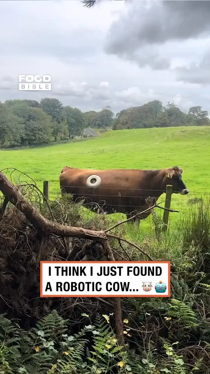 Bionic cow? 🤖