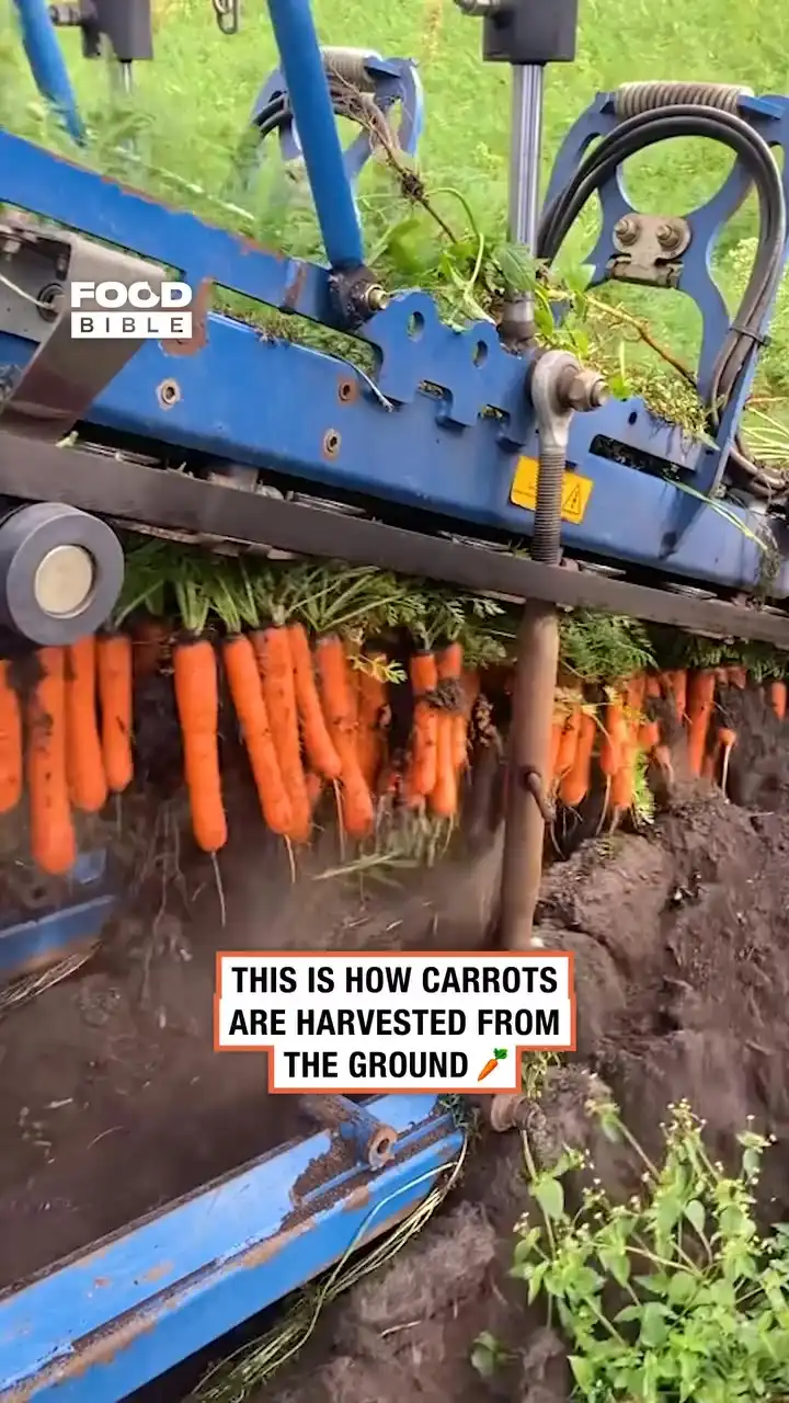 Harvesting carrots from the ground π₯