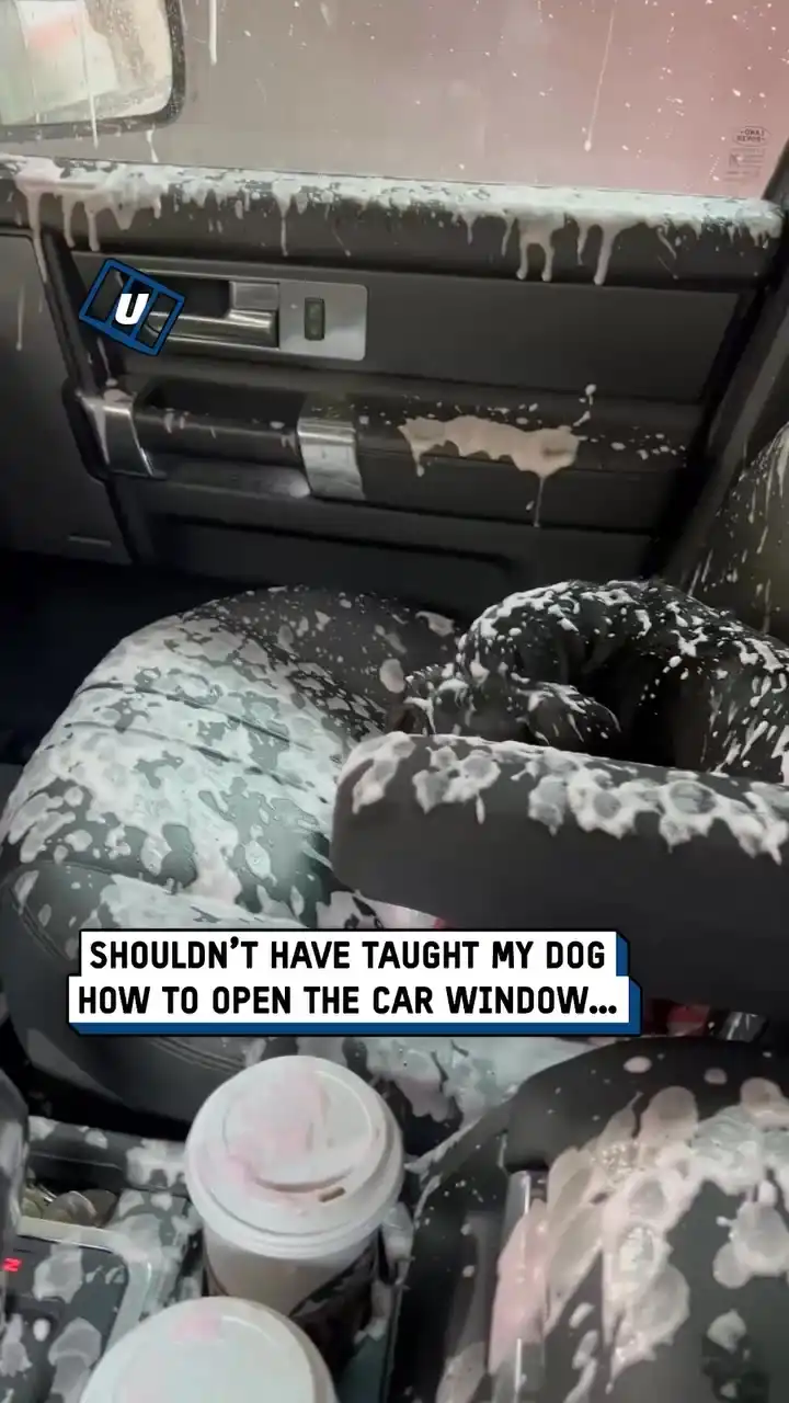 My dog opened a window at the car wash... 🫧😂