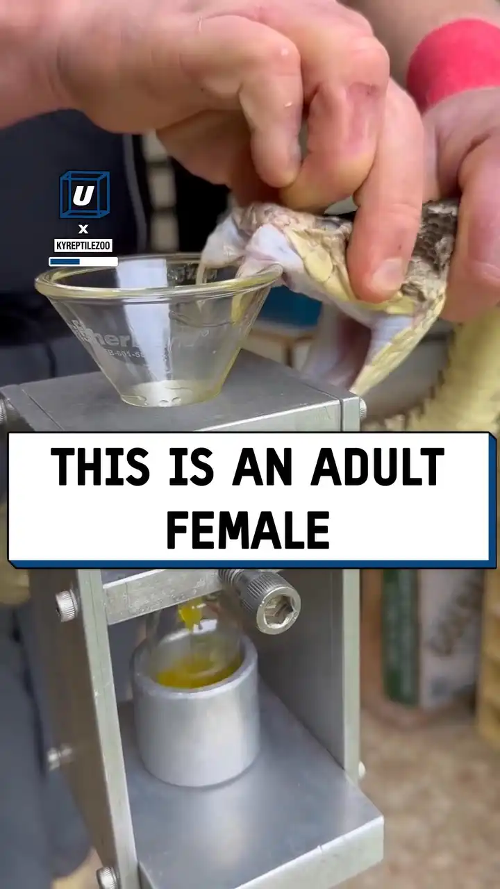 Extracting venom from snakes 🐍🤯