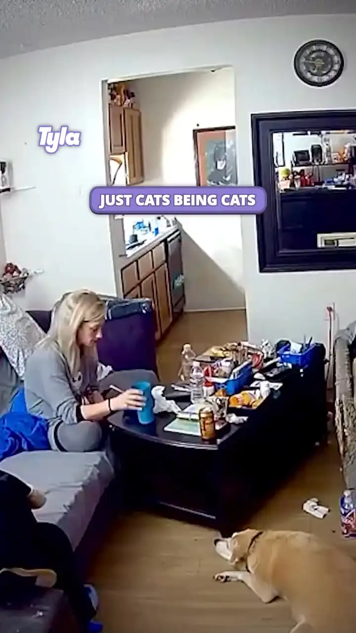 Just cats being cats 🤣